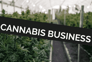 Cannabis Businesses