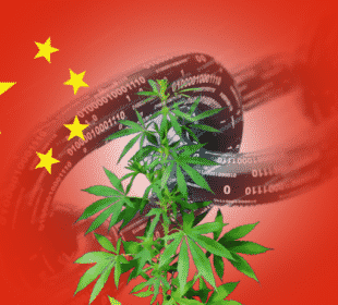 Chinese blockchain investor revamps business plan towards industrial cannabis, in wake of bitcoin rout